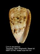 Conus zeylanicus (2)